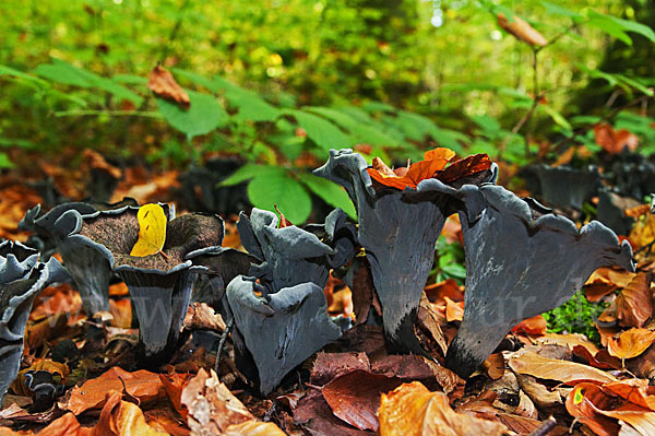 Herbsttrompete (Craterellus cornucopioides)