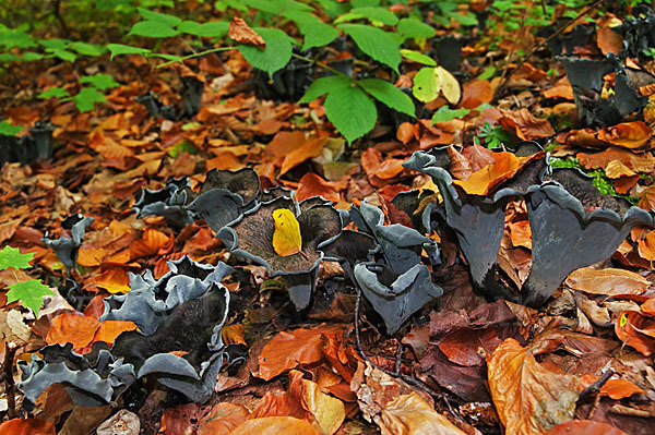 Herbsttrompete (Craterellus cornucopioides)