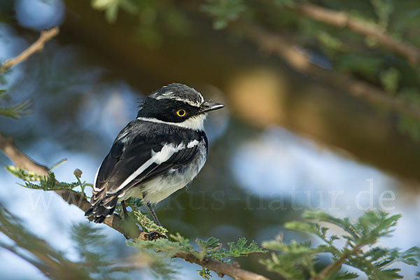 Heuglin-Batis (Batis orientalis)