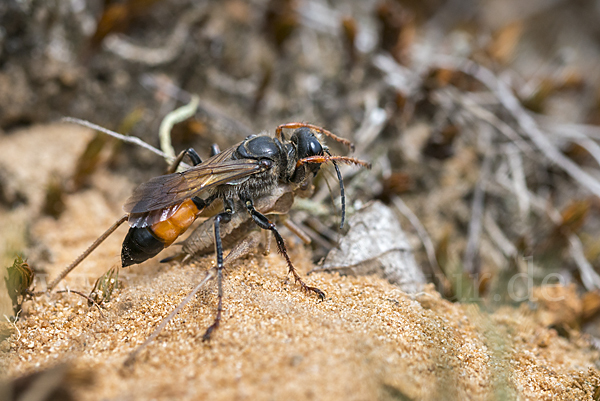 Heuschreckensandwespe (Sphex funerarius)