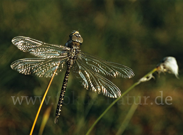 Hochmoor-Mosaikjungfer (Aeshna subarctica elisabethae)