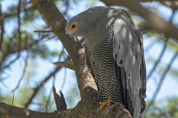 Höhlenweihe (Polyboroides typus)