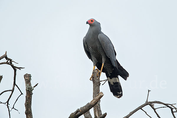 Höhlenweihe (Polyboroides typus)