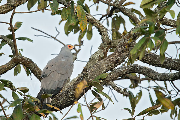 Höhlenweihe (Polyboroides typus)