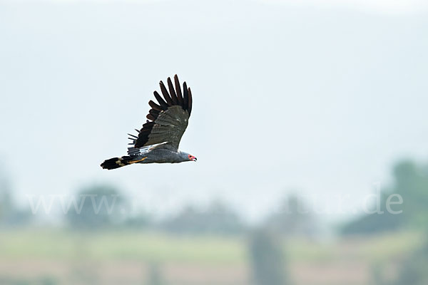 Höhlenweihe (Polyboroides typus)