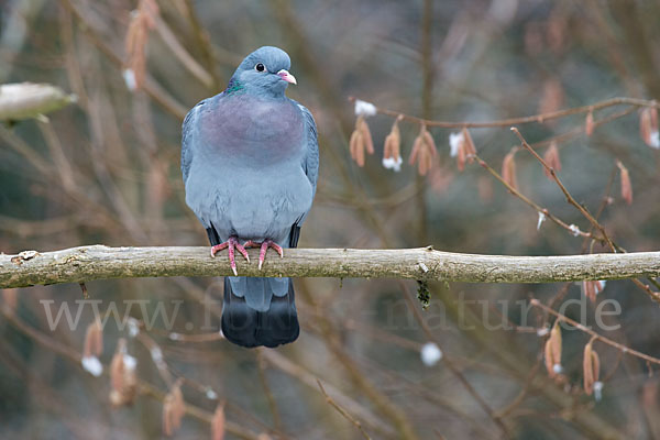 Hohltaube (Columba oenas)