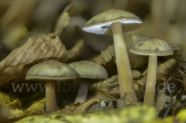 Horngrauer Rübling (Rhodocollybia butyracea var. asema)