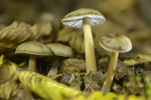 Horngrauer Rübling (Rhodocollybia butyracea var. asema)