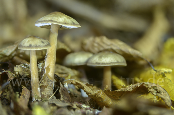 Horngrauer Rübling (Rhodocollybia butyracea var. asema)