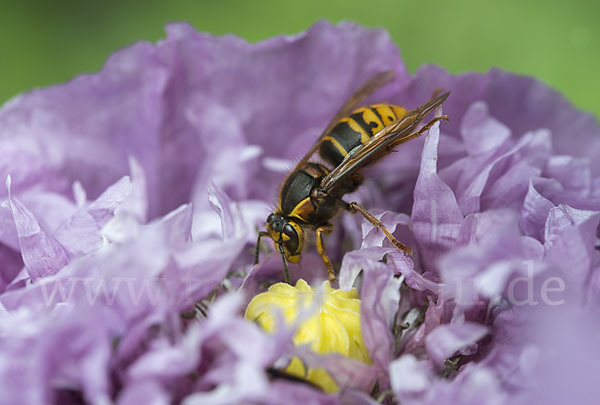 Hornisse (Vespa crabro)