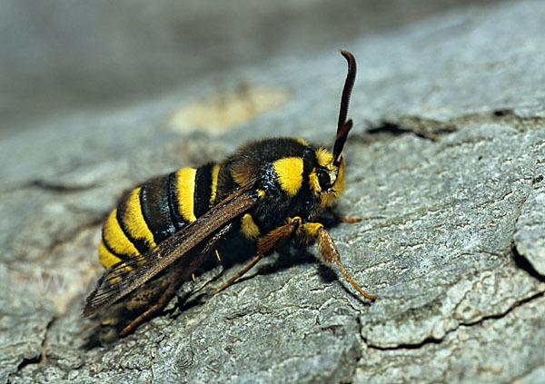 Hornissenschwärmer (Sesia apiformis)