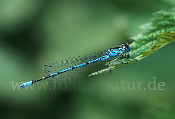 Hufeisen-Azurjungfer (Coenagrion puella)