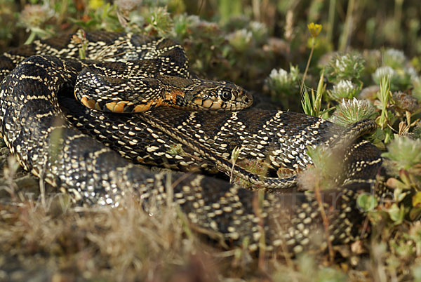 Hufeisennatter (Hemorrhois hippocrepis)