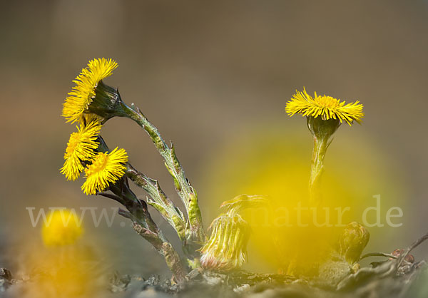 Huflattich (Tussilago farfara)