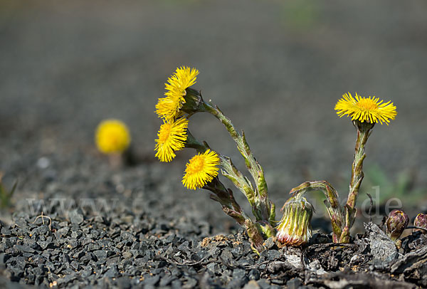 Huflattich (Tussilago farfara)