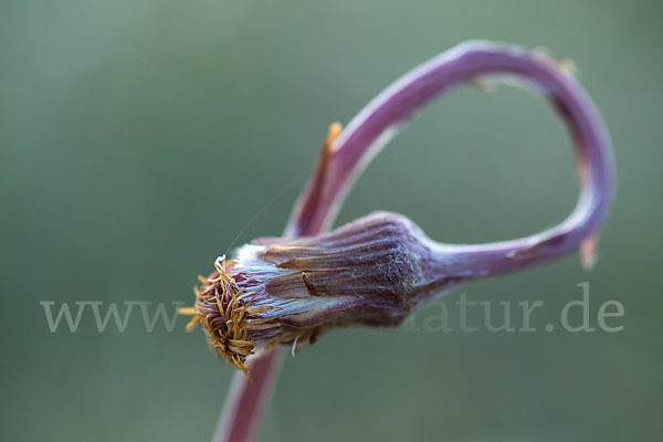 Huflattich (Tussilago farfara)