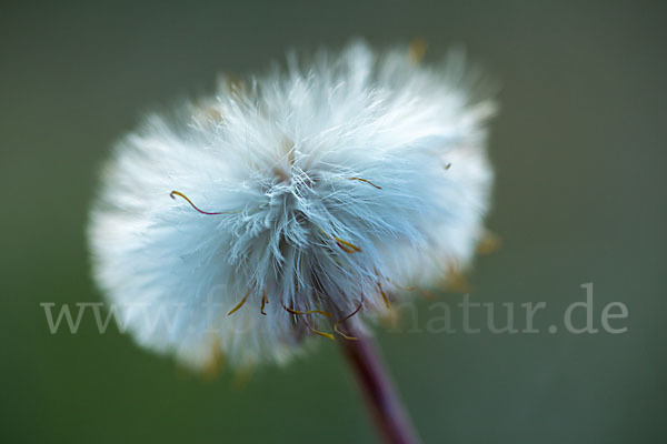 Huflattich (Tussilago farfara)