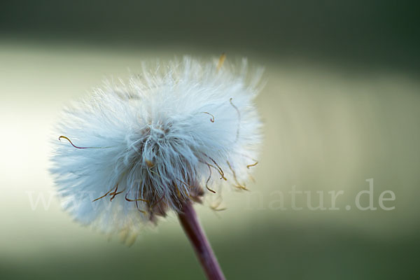 Huflattich (Tussilago farfara)