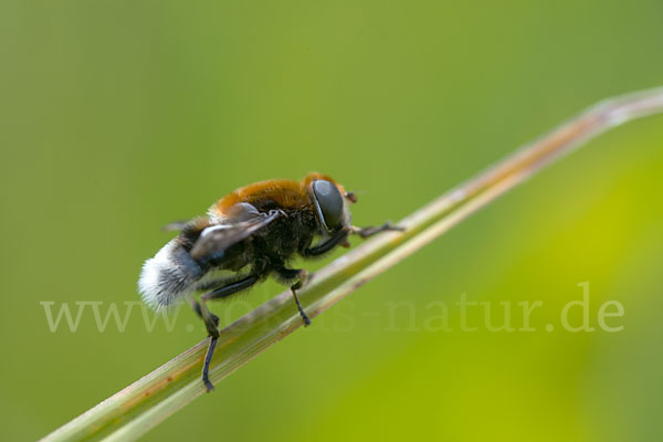 Hummel-Keilfleckschwebfliege (Eristalis intricaria)