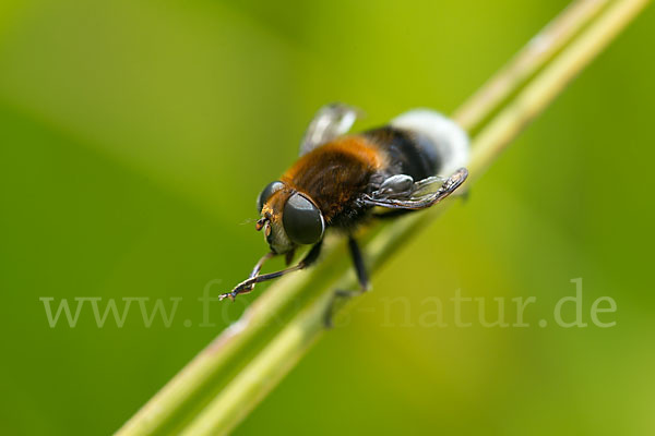 Hummel-Keilfleckschwebfliege (Eristalis intricaria)