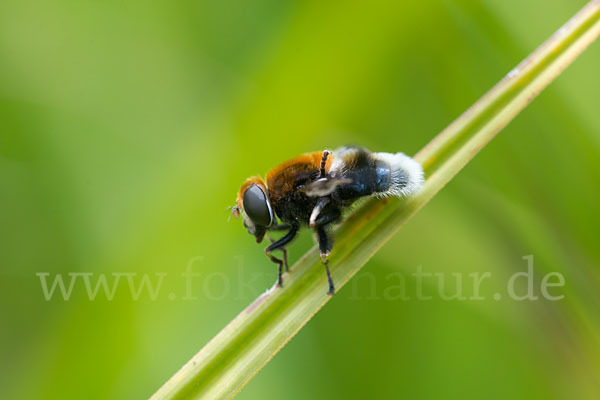 Hummel-Keilfleckschwebfliege (Eristalis intricaria)