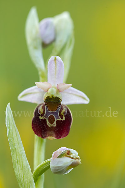 Hummel-Ragwurz (Ophrys holoserica)