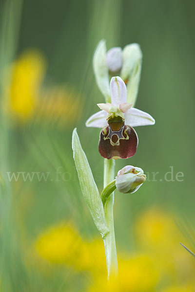 Hummel-Ragwurz (Ophrys holoserica)