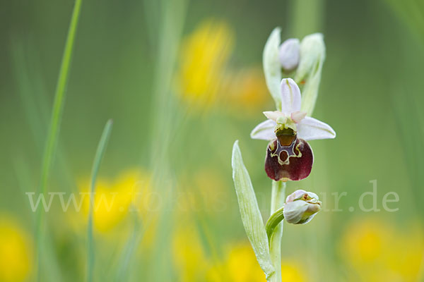 Hummel-Ragwurz (Ophrys holoserica)