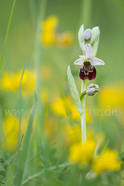 Hummel-Ragwurz (Ophrys holoserica)