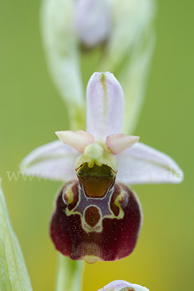 Hummel-Ragwurz (Ophrys holoserica)