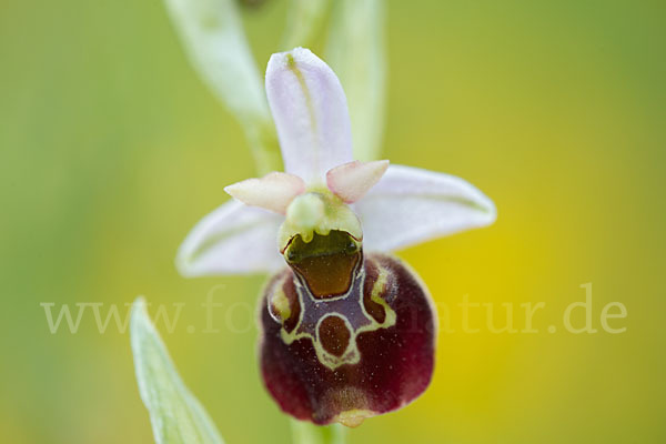 Hummel-Ragwurz (Ophrys holoserica)