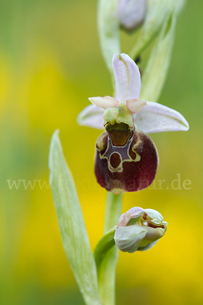Hummel-Ragwurz (Ophrys holoserica)