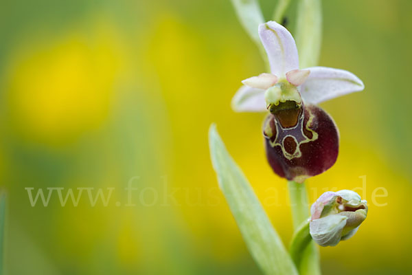 Hummel-Ragwurz (Ophrys holoserica)