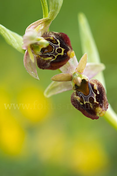 Hummel-Ragwurz (Ophrys holoserica)