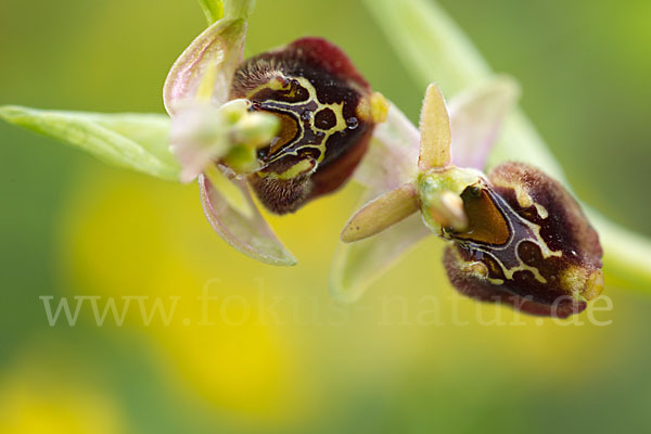 Hummel-Ragwurz (Ophrys holoserica)