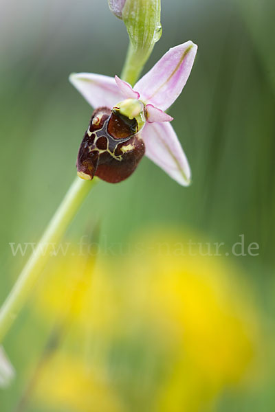 Hummel-Ragwurz (Ophrys holoserica)