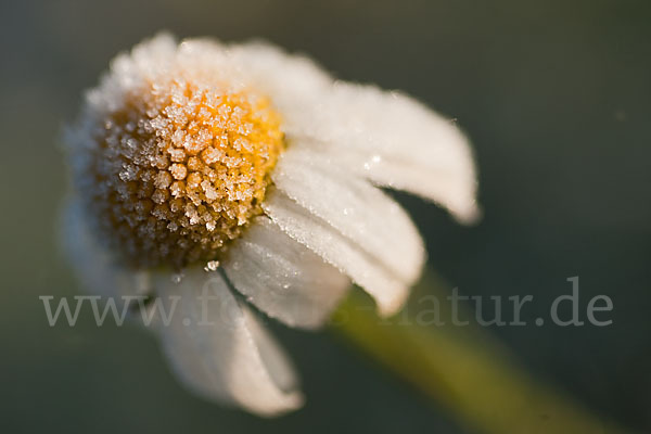 Hundskamille (Anthemis spec.)