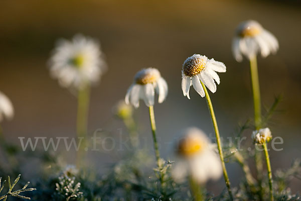 Hundskamille (Anthemis spec.)