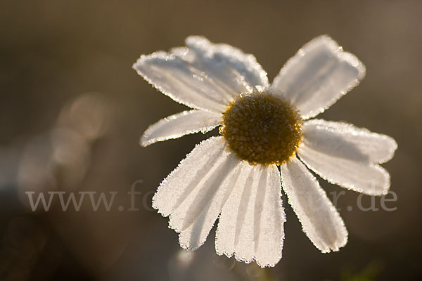 Hundskamille (Anthemis spec.)