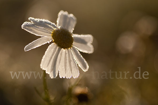 Hundskamille (Anthemis spec.)