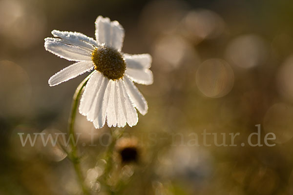 Hundskamille (Anthemis spec.)