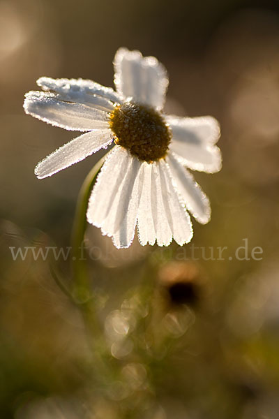 Hundskamille (Anthemis spec.)