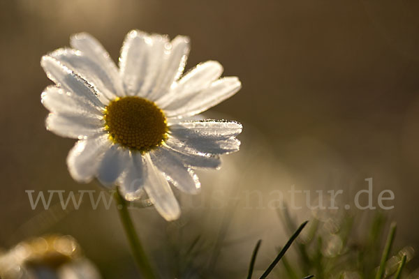 Hundskamille (Anthemis spec.)