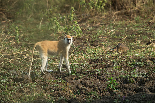 Husarenaffe (Erythrocebus patas)