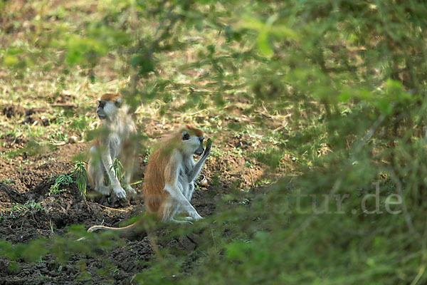 Husarenaffe (Erythrocebus patas)