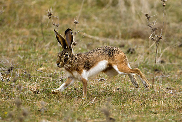 Iberischer Hase (Lepus granatensis)