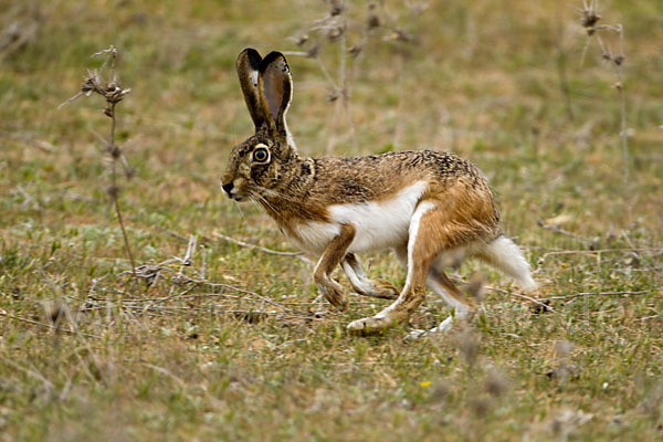 Iberischer Hase (Lepus granatensis)