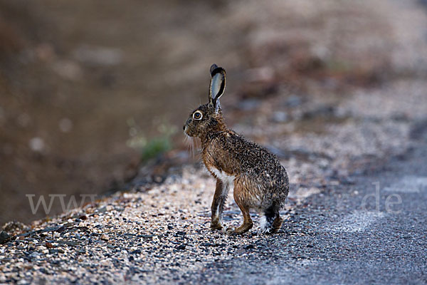 Iberischer Hase (Lepus granatensis)