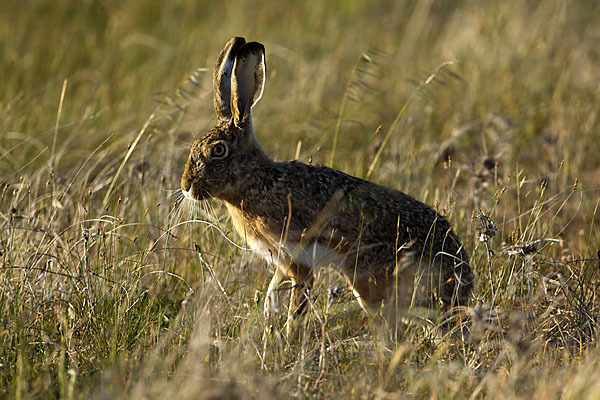 Iberischer Hase (Lepus granatensis)