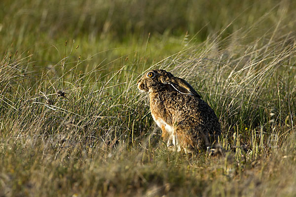 Iberischer Hase (Lepus granatensis)